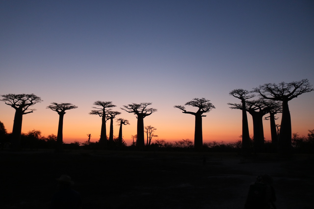 Sunset at the Avenue of Baobabs