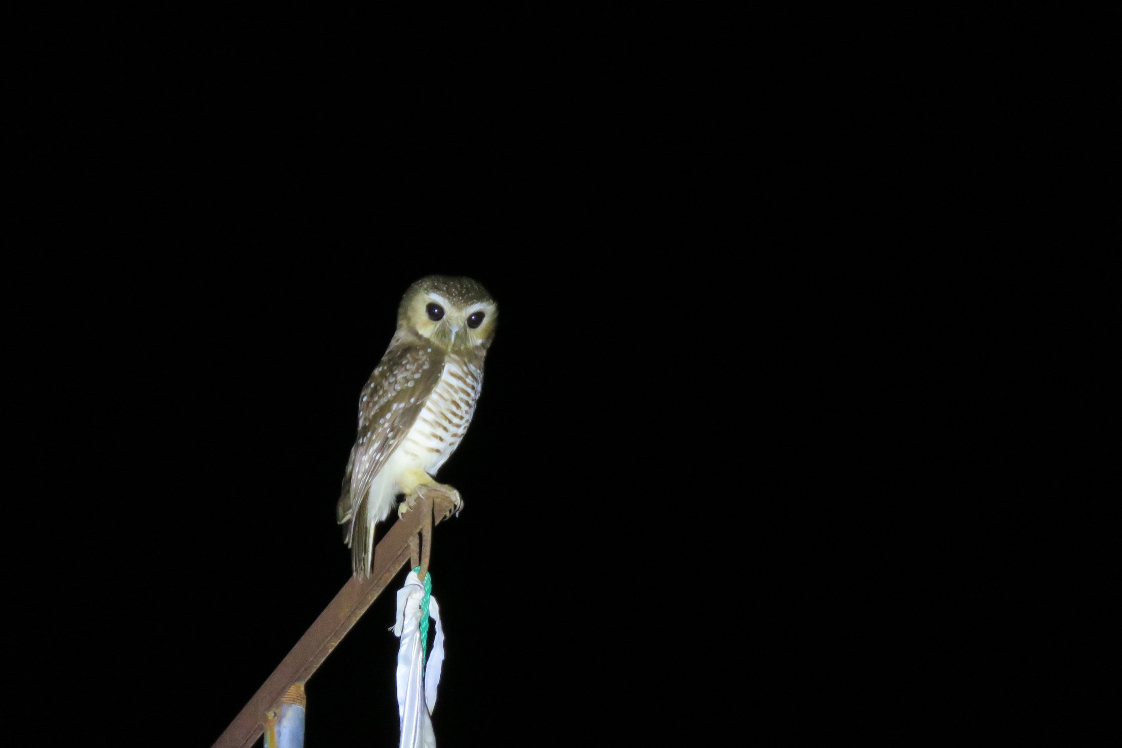 White Browed Owl