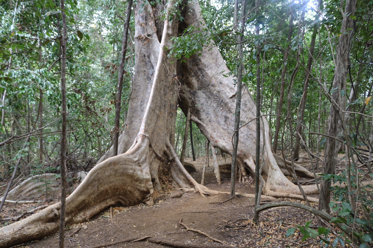 Trees of Ankarana National Park