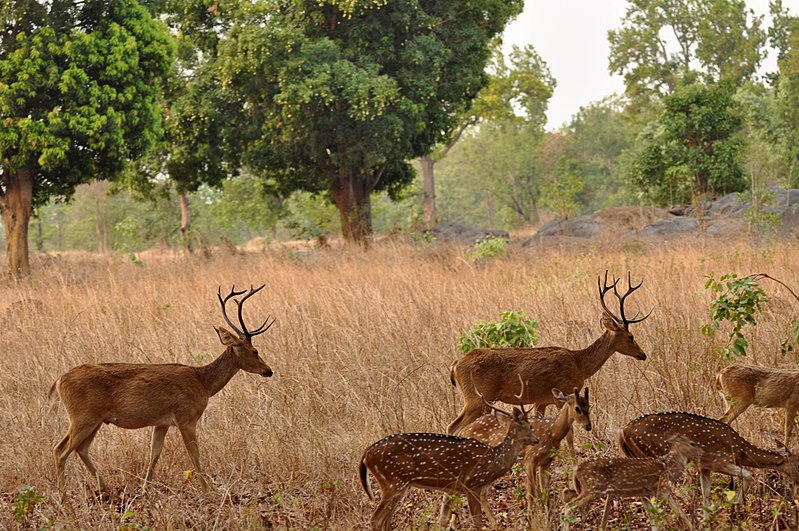 Deer family at Kanha National park