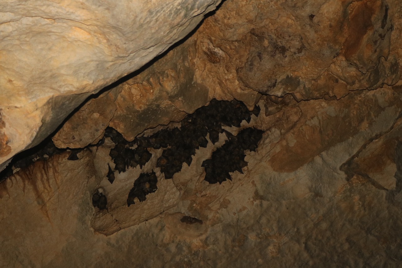 Bats, Ankarana