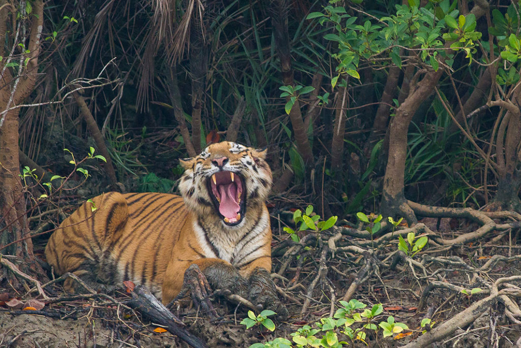 tour into indian wildlife - bengal tiger sundarban