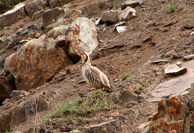 Chukar Patridge at Hemis National park