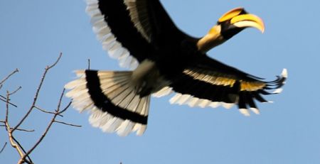 nameri national park Hornbill Bird of Assam