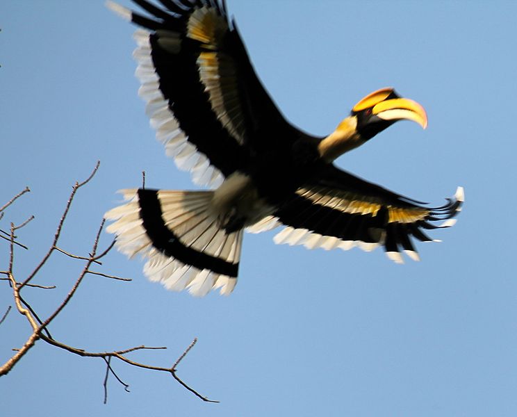Hornbill Bird of Assam