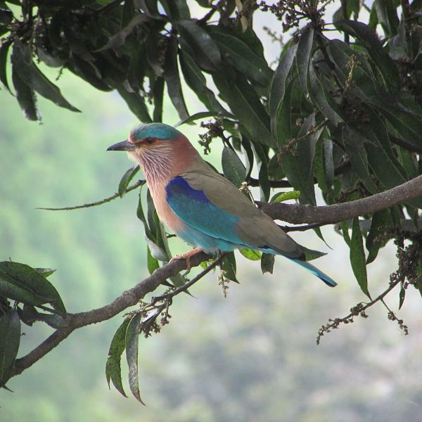 Indian Roller Bird at Kanha National Park