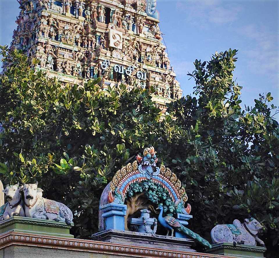Punnai tree at Kapaleeswarar temple in Mylapore