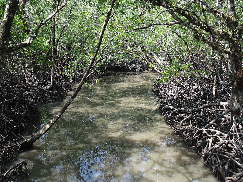 Mangrove forests Andaman