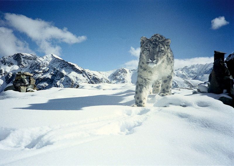 Hemis National Park, ladakh India