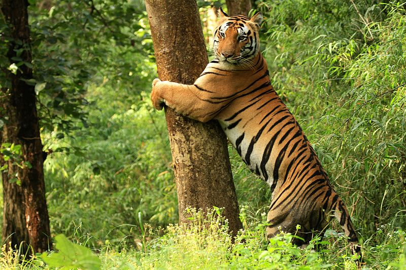 Tiger at Kanha National park