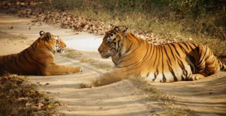 tour into Indian wildlife - Tigers at Kanha National Park