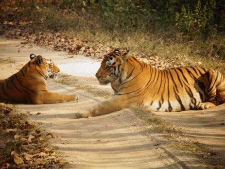 tour into Indian wildlife - Tigers at Kanha National Park