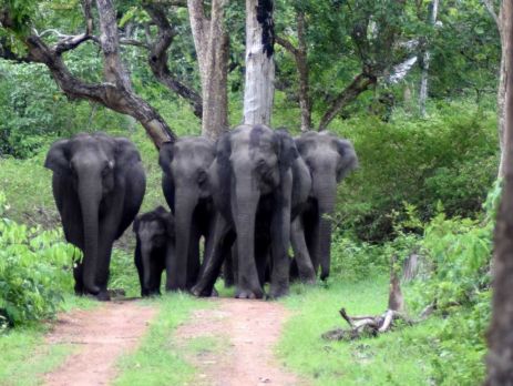 Wild Elephants at Bandipur National Park