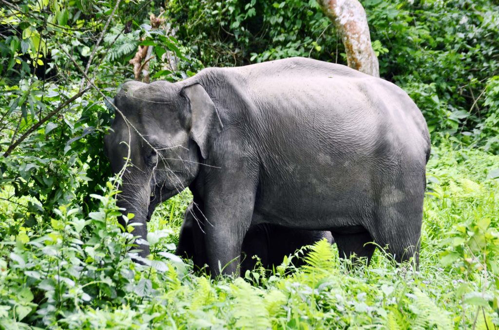 Elephant at Nameri National Park