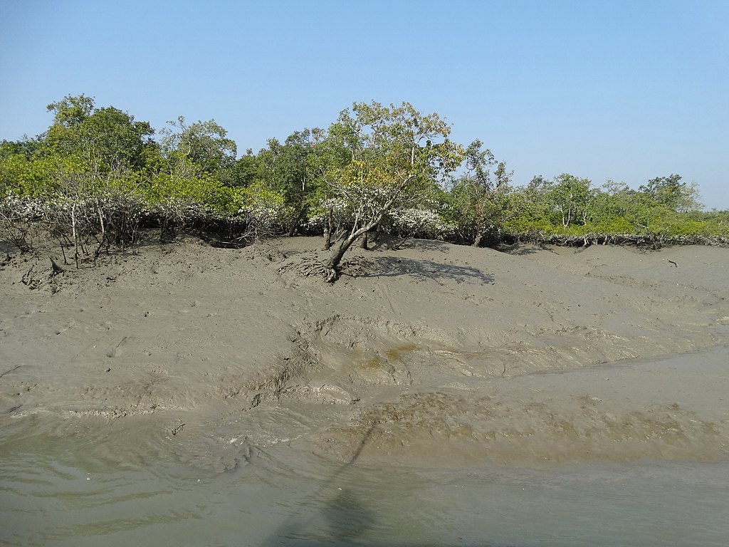 sundarban mudflat at low tide