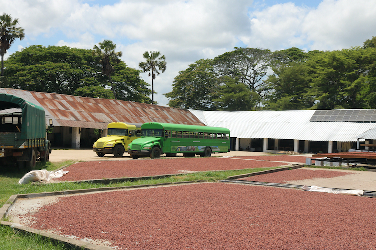 Drying Beds - cocoa planation