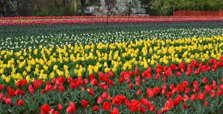 Tulip Gardens Kashmir