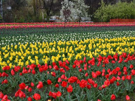 Tulip Gardens Kashmir