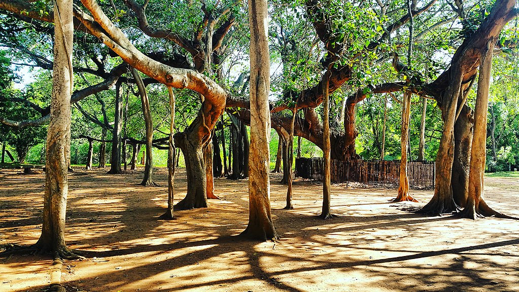 Banyan Tree in Auroville