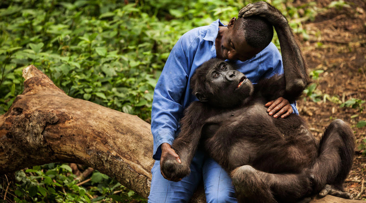 Why I want to travel to the Virunga in Congo? - Beyonder