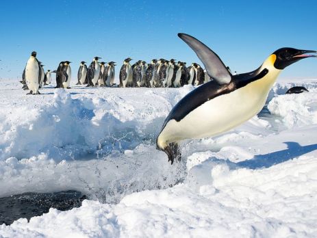 Antarctica Penguins