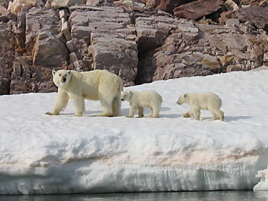 polar bear Arctic