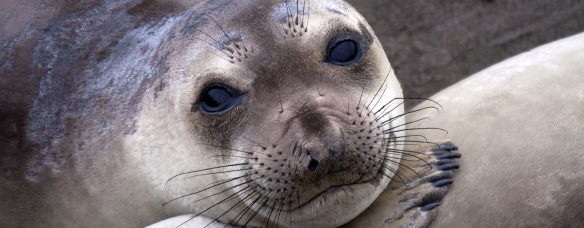 seal eyes adaptation Antarctica