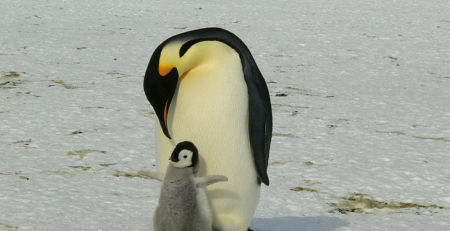 Emperor penguins - Antarctica