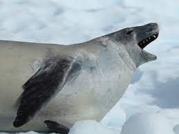 Crabeater seal - Antarctica