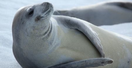 seals of Antarctica - crabeater