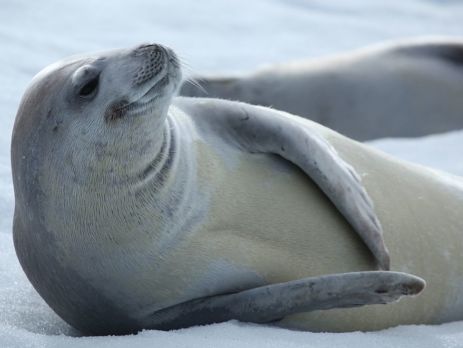 seals of Antarctica - crabeater