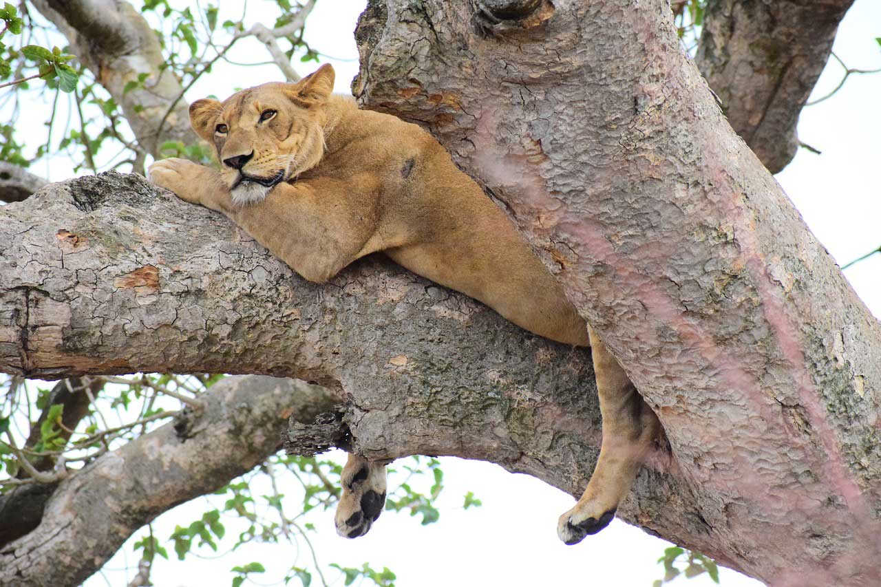 Short-&-Wild-Serengeti-Profile-Photo