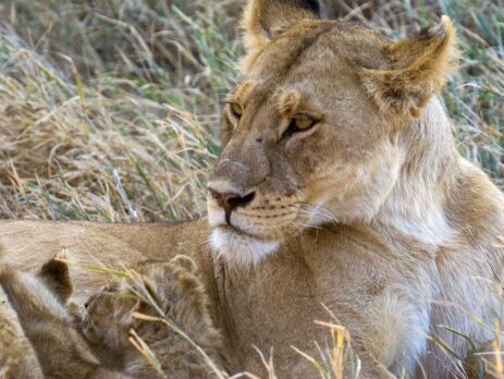 Tanzania-Safari-Adv.Profile-Photo