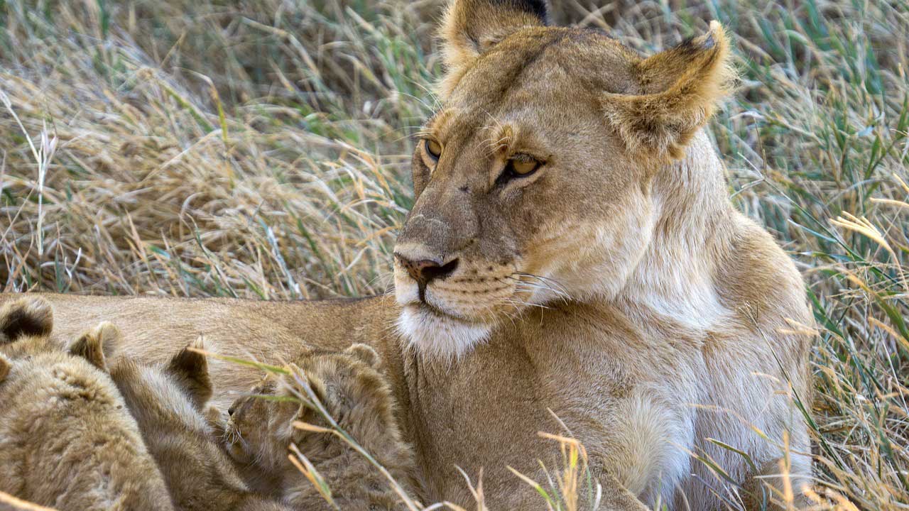 Tanzania-Safari-Adv.Profile-Photo