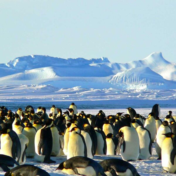 Antarctica-Penguins