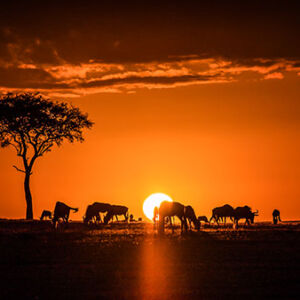 Kenya-Tour-Package_Gallery_04