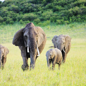 Kenya-Tour-Package_Gallery_05