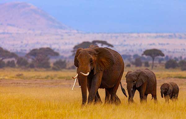 SouthAfrica_Campaign_Experiences_03