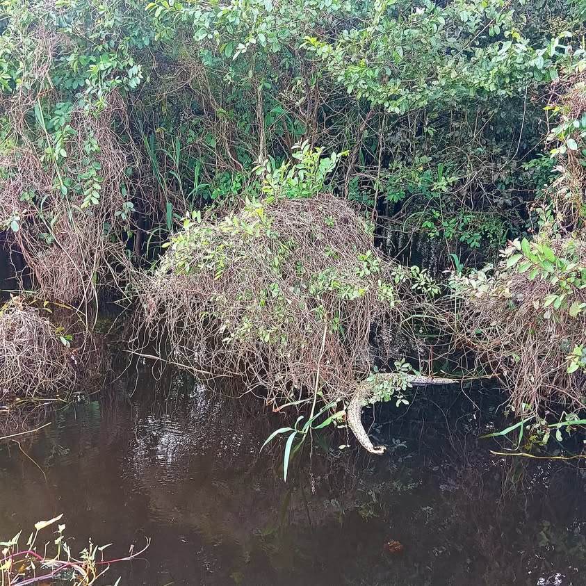 Amazon Muyuna Amazon Muyuna