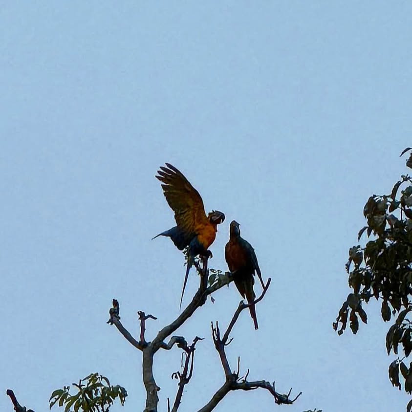 Amazon Muyuna Amazon Muyuna