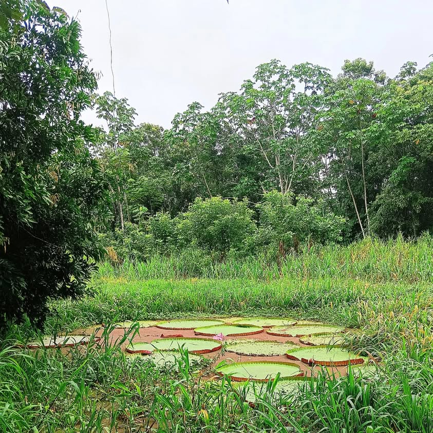 Amazon Muyuna Amazon Muyuna