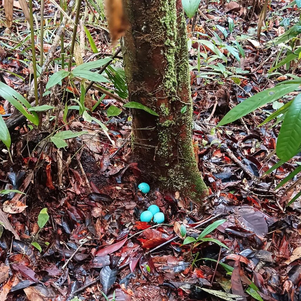 Amazon jungle Brazil