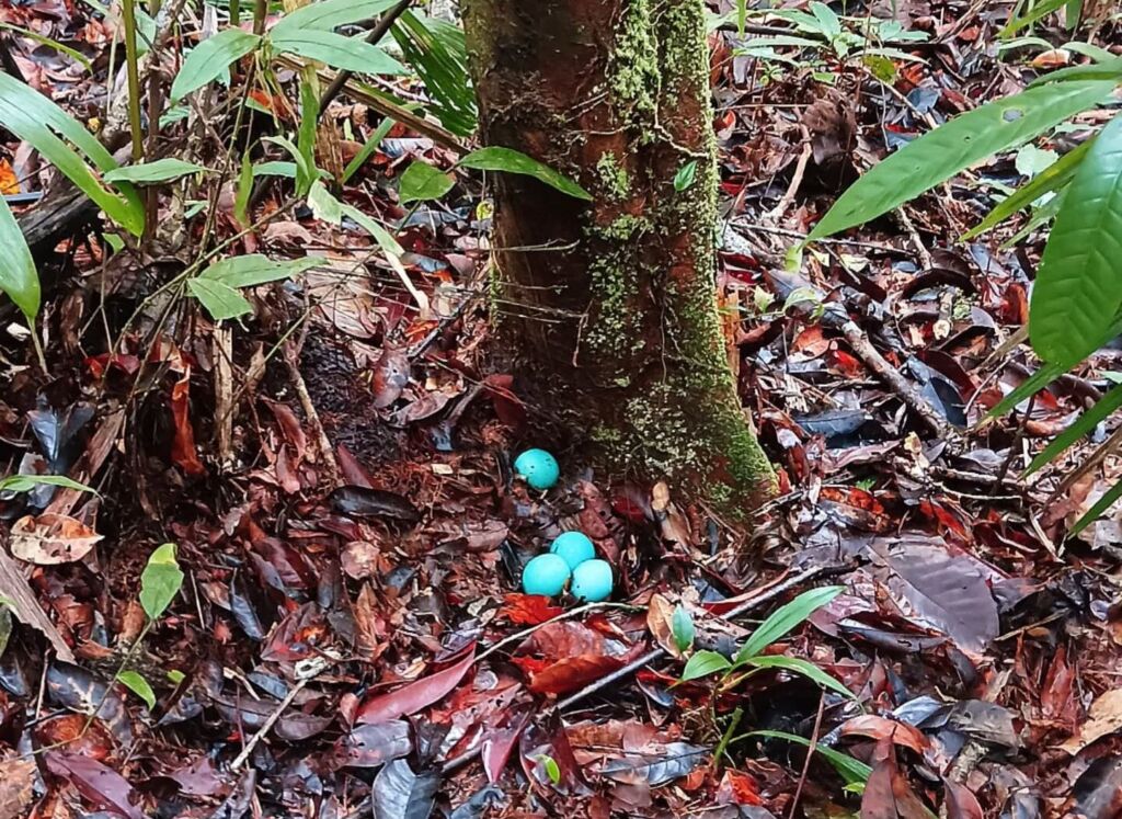 Bird eggs Amazon animals