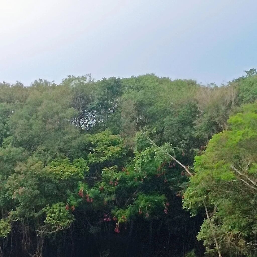 Amazon jungle Brazil