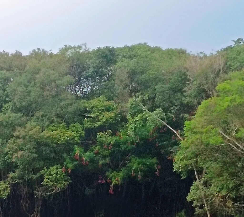 Caboclo Amazon Brazil