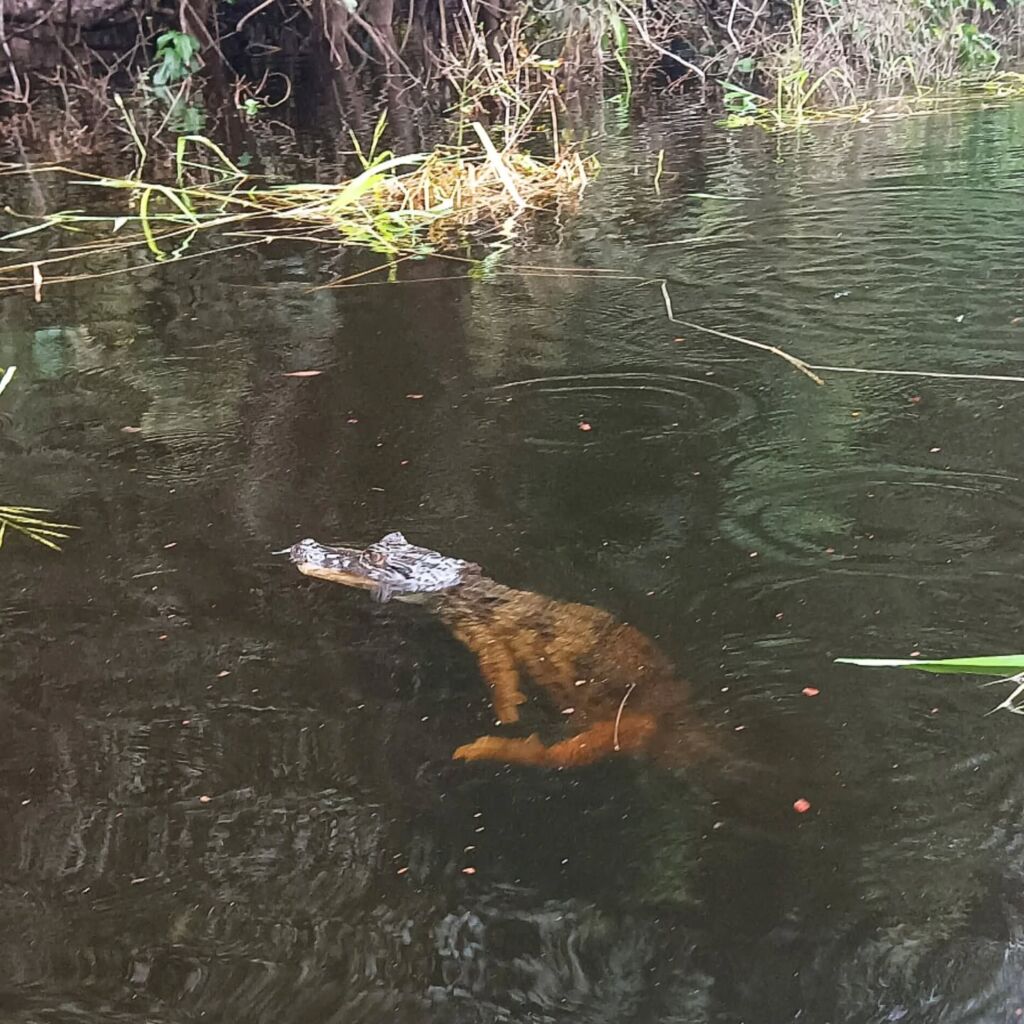 Caiman Amazon animal Brazil