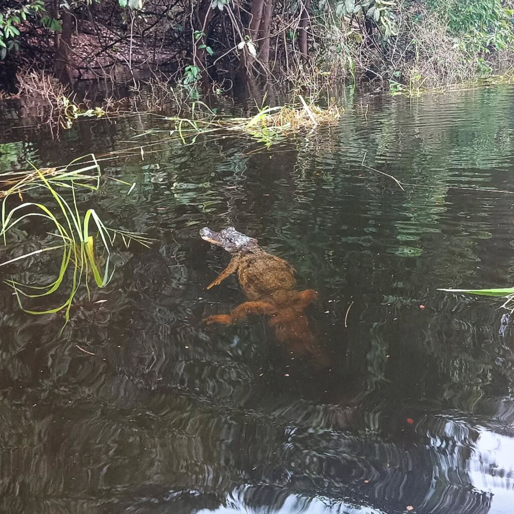 Caiman Amazon animal Brazil