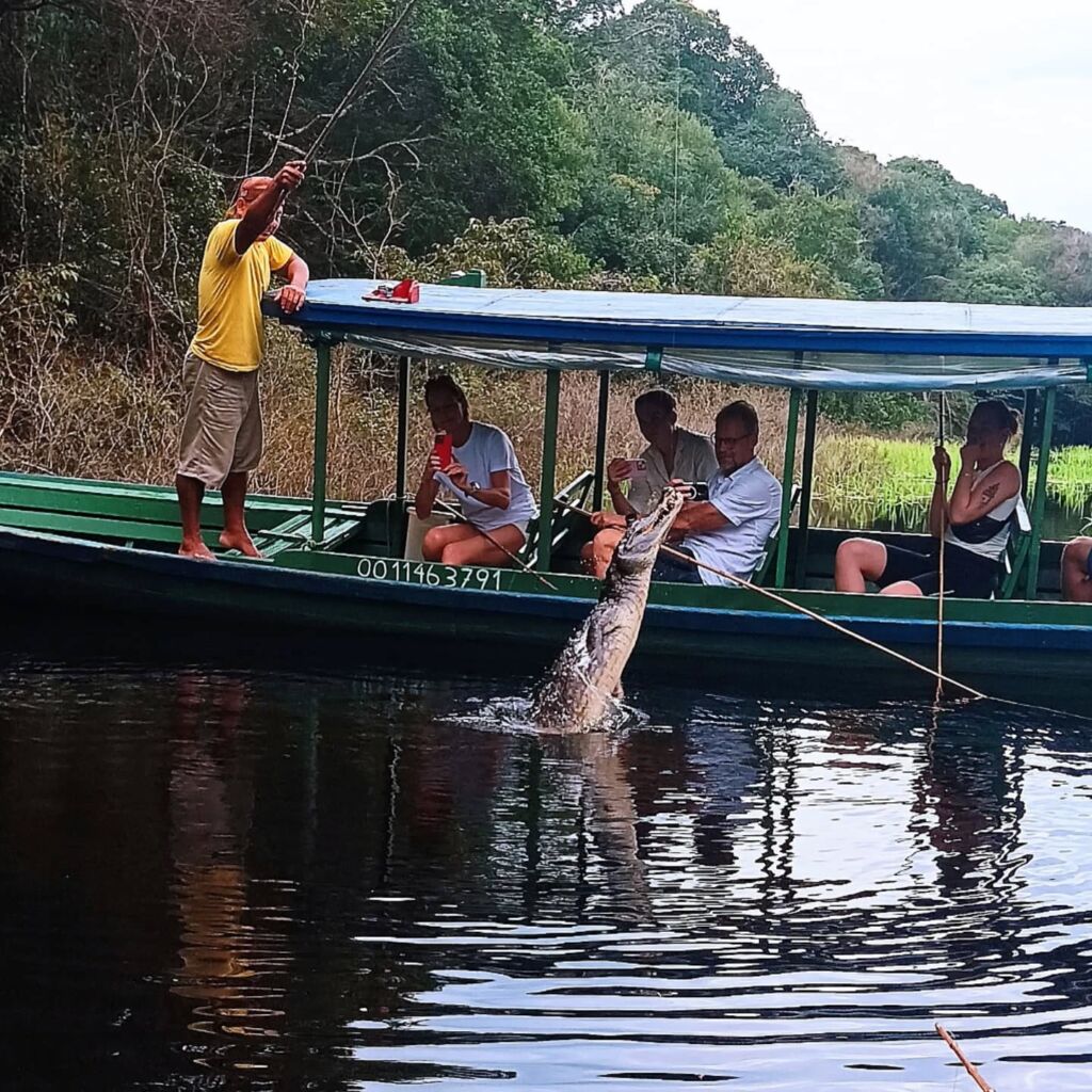Caiman Amazon Brazil