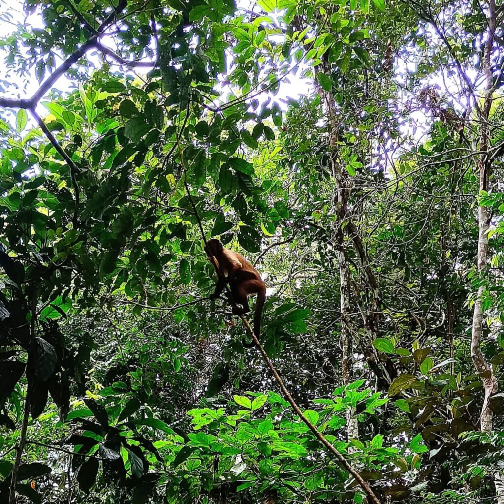 Monkey Amazon animals Brazil