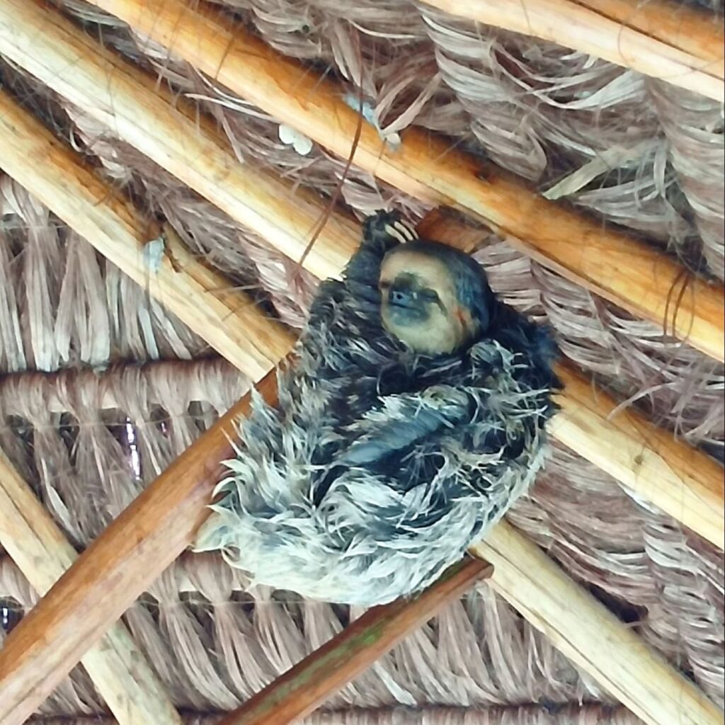 Sloth Amazon animal Brazil